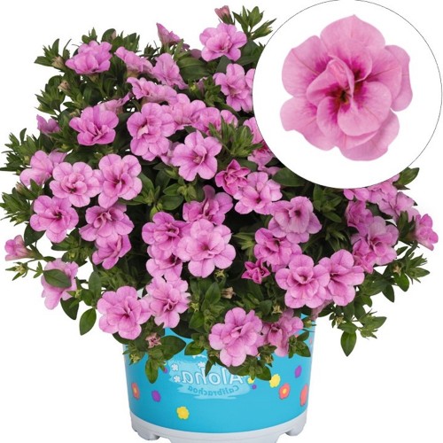 Calibrachoa 'Aloha Double Soft Pink' - Puispetuunia 'Aloha Double Soft Pink'